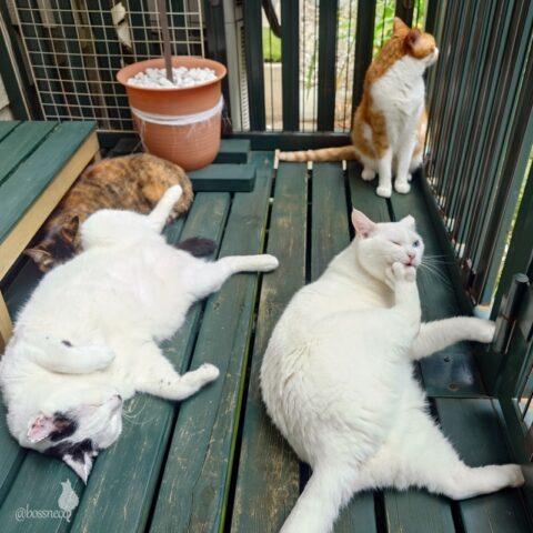 coco & fumi & Lin & Ryu