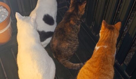 coco & fumi & Lin & Ryu