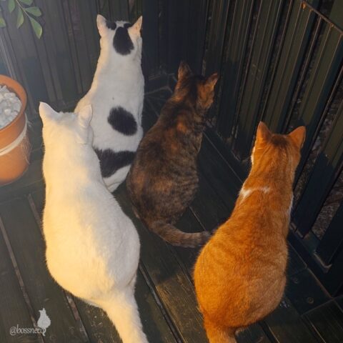 coco & fumi & Lin & Ryu