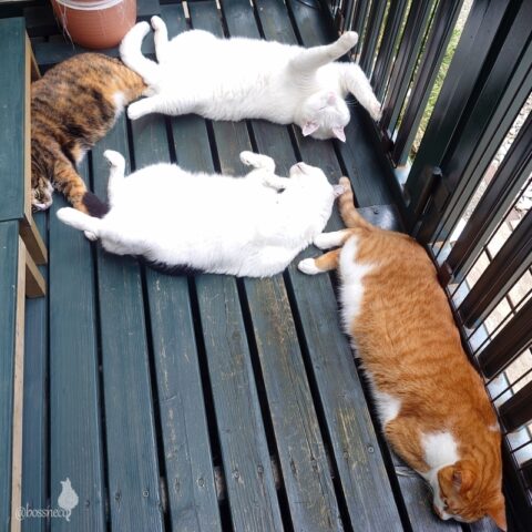 coco & fumi & Lin & Ryu