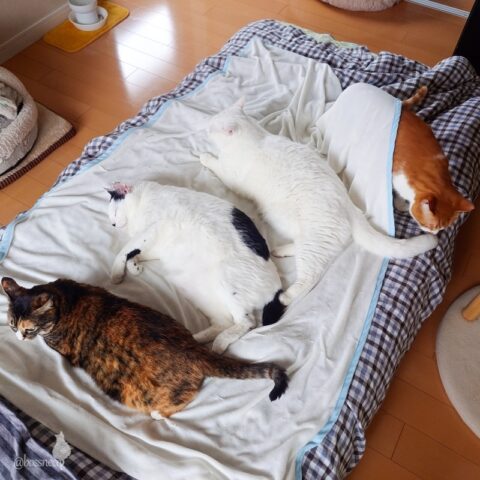 coco & fumi & Lin & Ryu