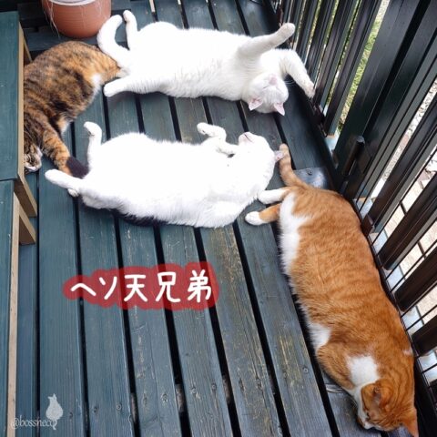 coco & fumi & Lin & Ryu