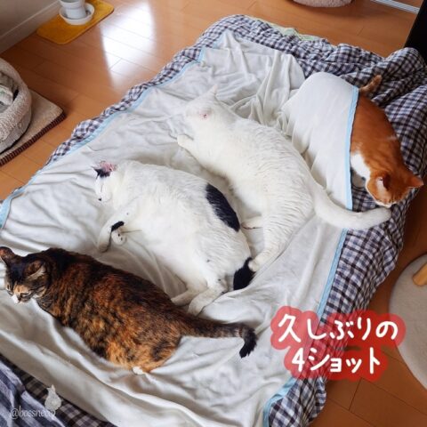 coco & fumi & Lin & Ryu