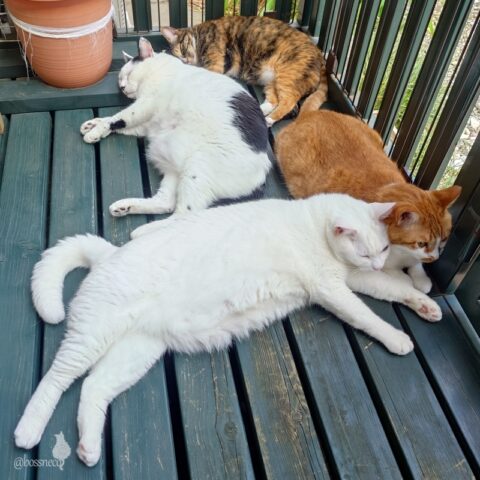 coco & fumi & Lin & Ryu