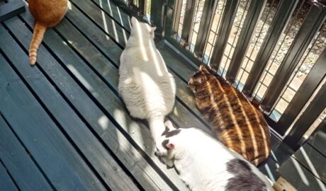 coco & fumi & Lin & Ryu