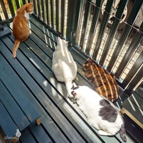 coco & fumi & Lin & Ryu