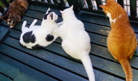 coco & fumi & Lin & Ryu