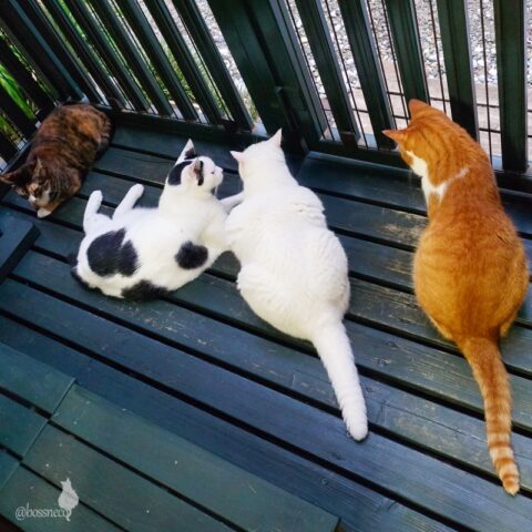 coco & fumi & Lin & Ryu