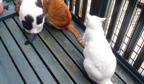 coco & fumi & Lin & Ryu