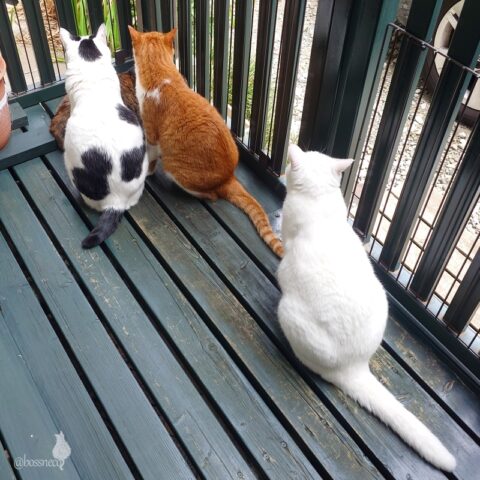 coco & fumi & Lin & Ryu