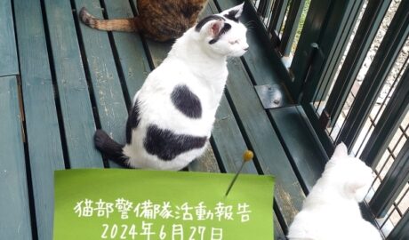 coco & fumi & Lin & Ryu