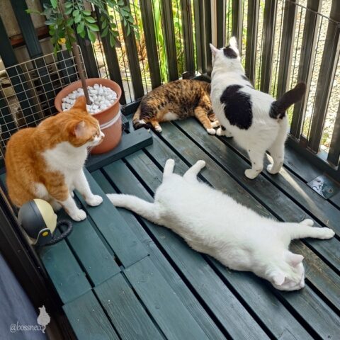 coco & fumi & Lin & Ryu