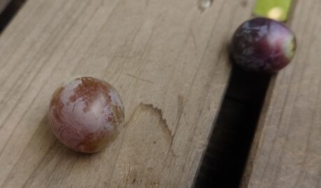 カラスさんのお土産