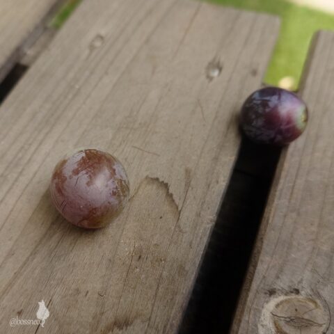 カラスさんのお土産