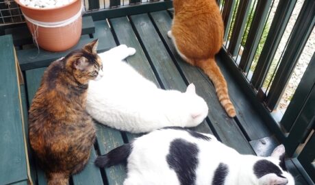 coco & fumi & Lin & Ryu