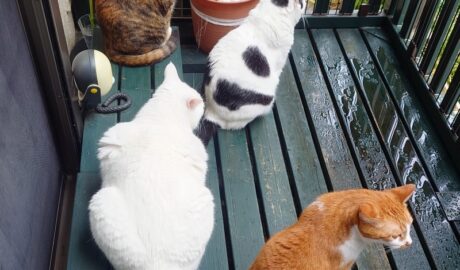 coco & fumi & Lin & Ryu