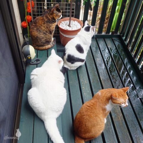 coco & fumi & Lin & Ryu