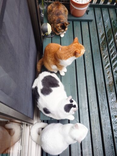 coco & fumi & Lin & Ryu