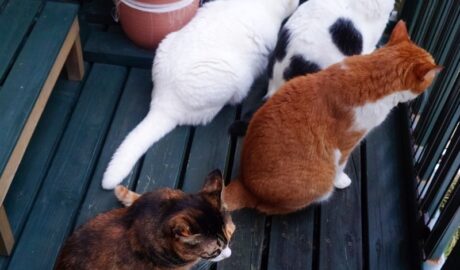 coco & fumi & Lin & Ryu