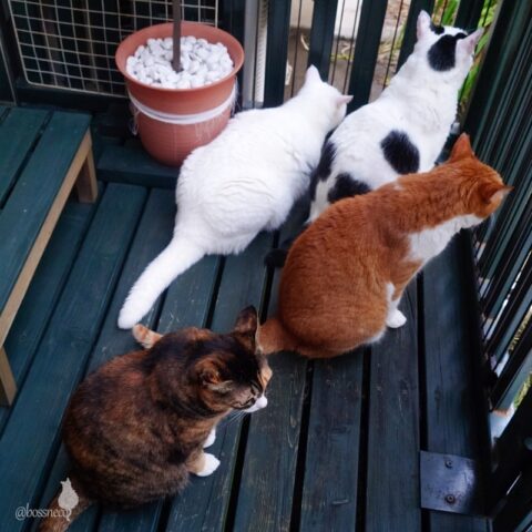 coco & fumi & Lin & Ryu