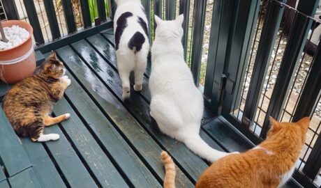 coco & fumi & Lin & Ryu