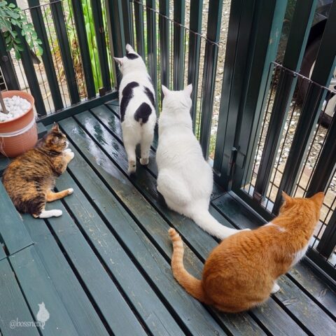 coco & fumi & Lin & Ryu