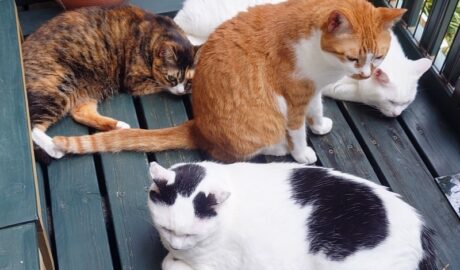 coco & fumi & Lin & Ryu