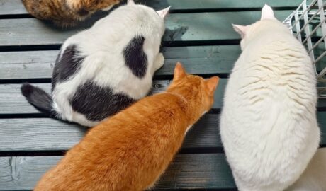 coco & fumi & Lin & Ryu