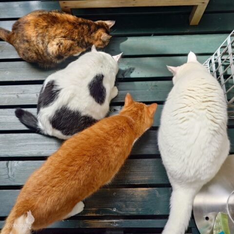 coco & fumi & Lin & Ryu