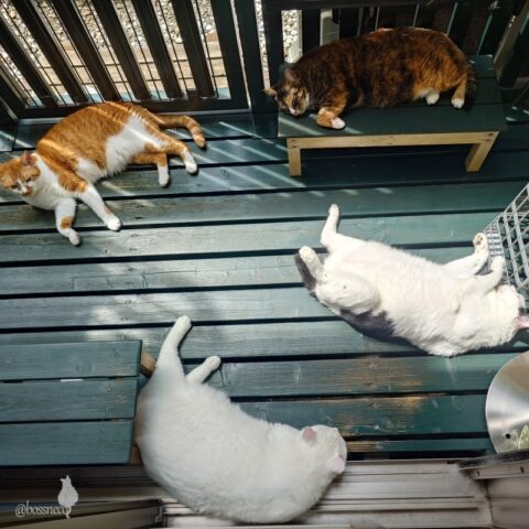 coco & fumi & Lin & Ryu