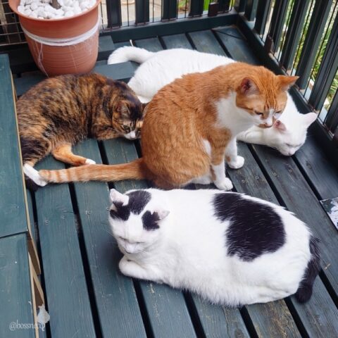 coco & fumi & Lin & Ryu