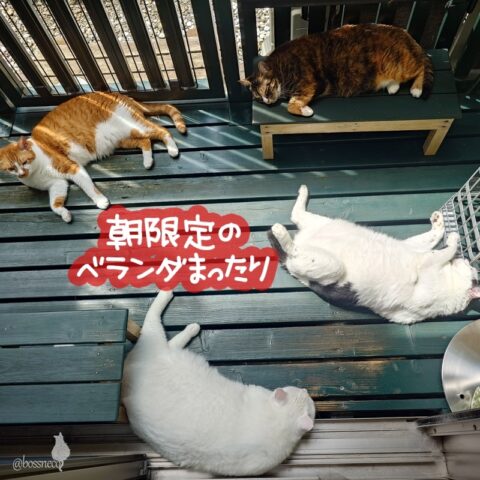 coco & fumi & Lin & Ryu