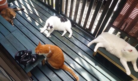 coco & fumi & Lin & Ryu