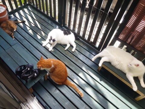 coco & fumi & Lin & Ryu