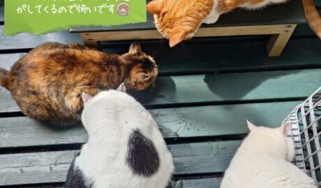 coco & fumi & Lin & Ryu