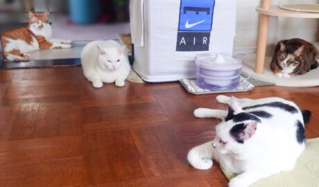 coco & fumi & Lin & Ryu