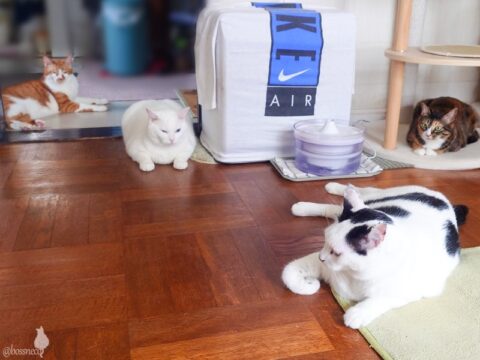 coco & fumi & Lin & Ryu