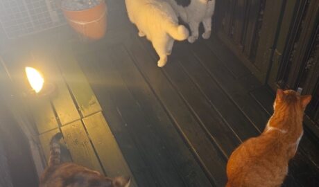 coco & fumi & Lin & Ryu