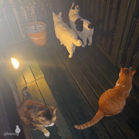 coco & fumi & Lin & Ryu