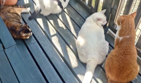 coco & fumi & Lin & Ryu