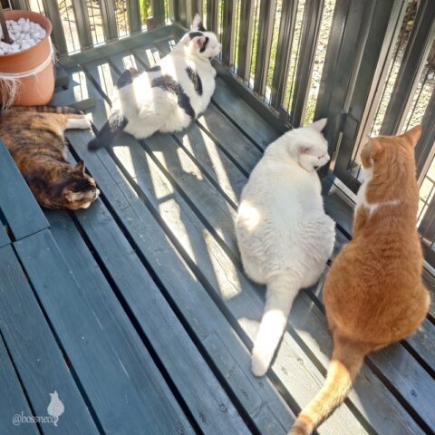 coco & fumi & Lin & Ryu