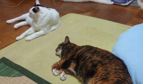 coco & fumi & Lin & Ryu