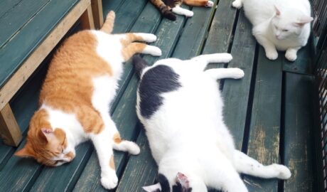 coco & fumi & Lin & Ryu