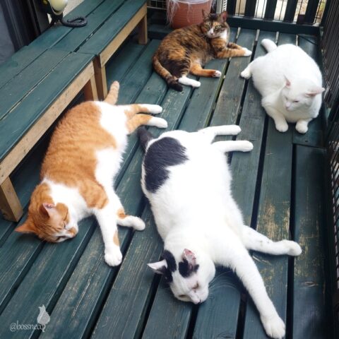 coco & fumi & Lin & Ryu