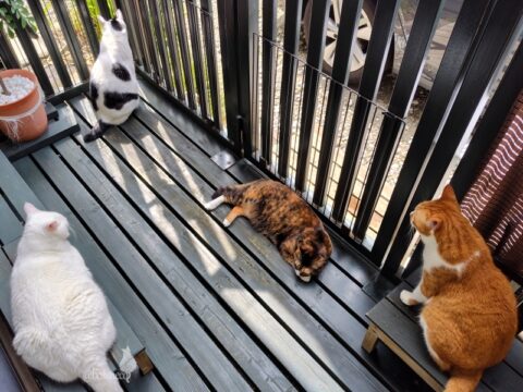 coco & fumi & Lin & Ryu