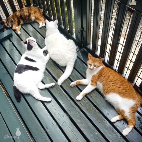 coco & fumi & Lin & Ryu