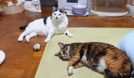 coco & fumi & Lin & Ryu