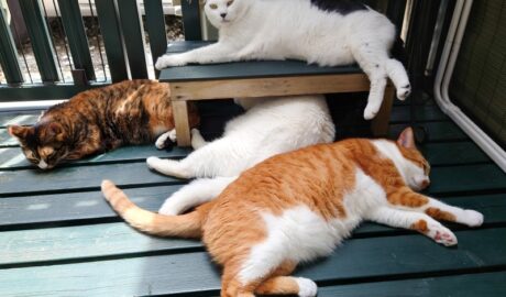 coco & fumi & Lin & Ryu