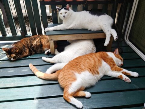 coco & fumi & Lin & Ryu