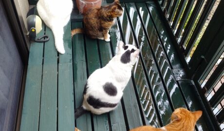 coco & fumi & Lin & Ryu